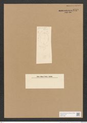 Diatomeae indet. (de-Toni-Nr.: Species 1847 ?) Zeichnungen Sammlung Grunow Nr. 3729 (NHMW-BOT-W0371369)
